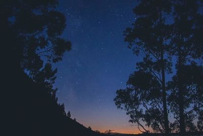 Low angle view of tree against star field