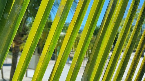 Close-up of palm leaf