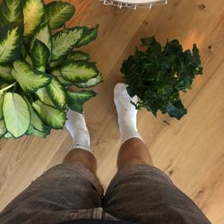 Low section of man standing amidst potted plants on hardwood floor