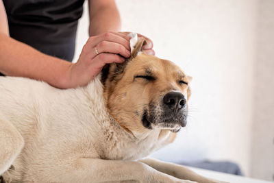 Midsection of man with dog