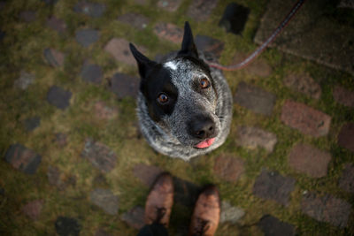 High angle portrait of dog standing outdoors