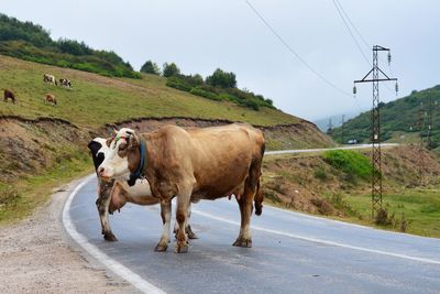 Cows on road