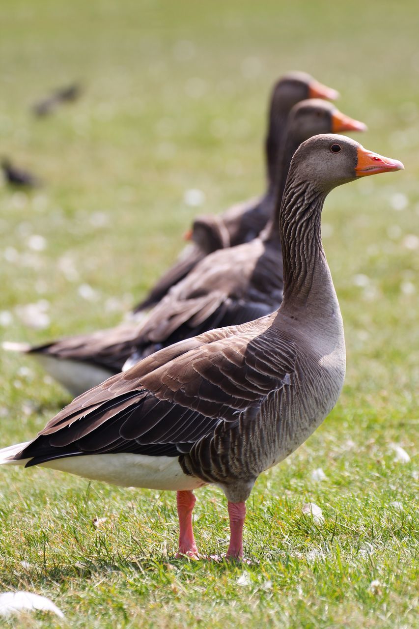 Greylag geese on field