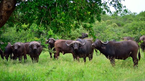 Buffaloes on field