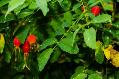 Close-up of red berries growing on plant