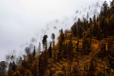 High angle view of trees growing in forest during foggy weather