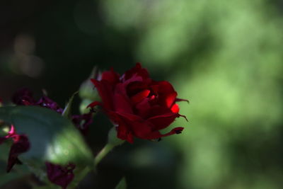 Close-up of red rose flower