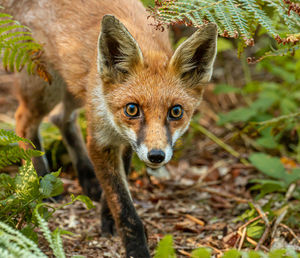 Portrait of fox on land in forest