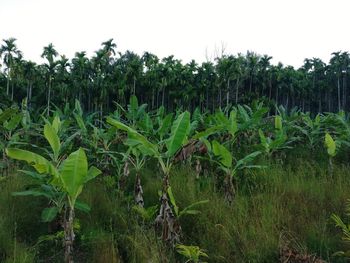 Crops growing on field against sky