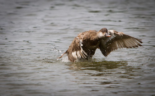 Bird flying over lake