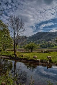 Cow grazing on field by lake against sky
