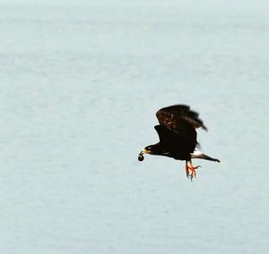 High angle view of bird flying