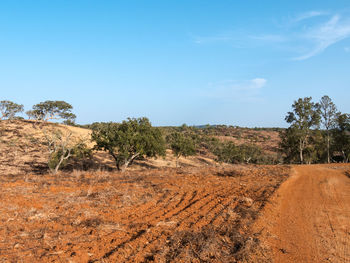 Trees on field against sky