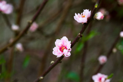 Close-up of pink flowers