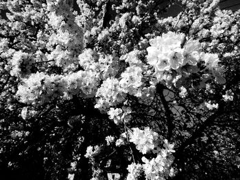 Low angle view of flower tree against sky