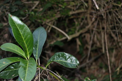 Close-up of plant growing on field