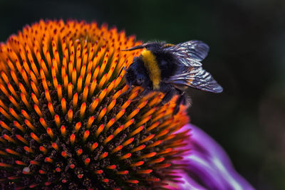 Close-up of butterfly pollinating on flower