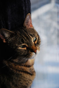 Close-up of cat by window at home