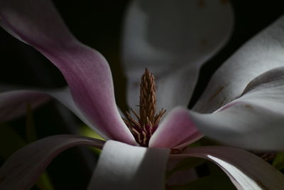 The heart of the magnolia