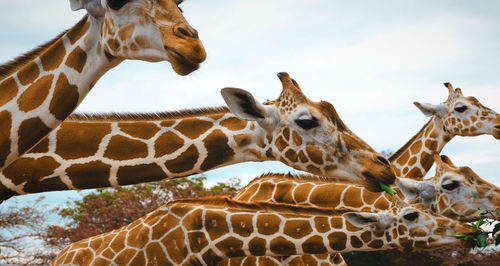 View of giraffe against sky in zoo