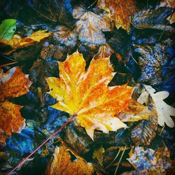 Close-up of maple leaves on plant