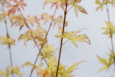 Yellow leaves growing against sky