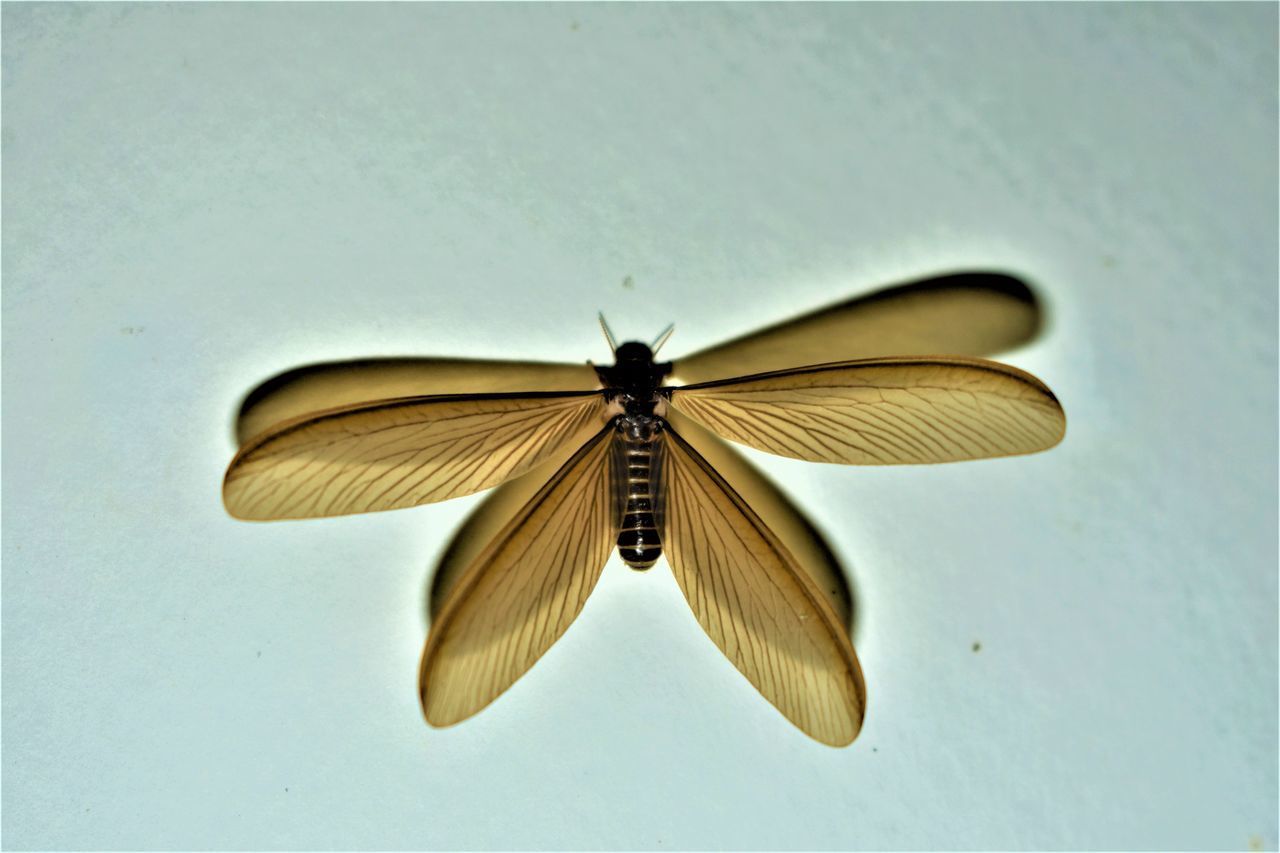 CLOSE-UP OF BUTTERFLY FLYING