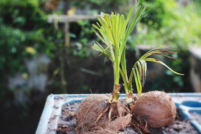Close-up of fresh potted plant in field
