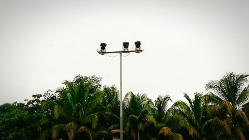 Low angle view of palm trees against clear sky