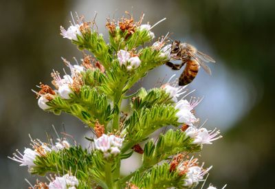 Close-up of insect on flower