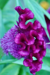 Close-up of fresh purple flower blooming outdoors