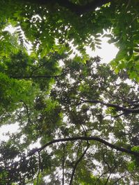 Low angle view of trees in forest