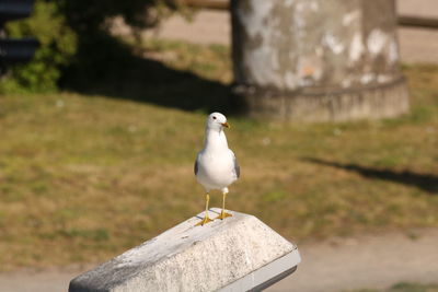 Seagull perching on a wall