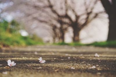 Close-up of white flower on field by road