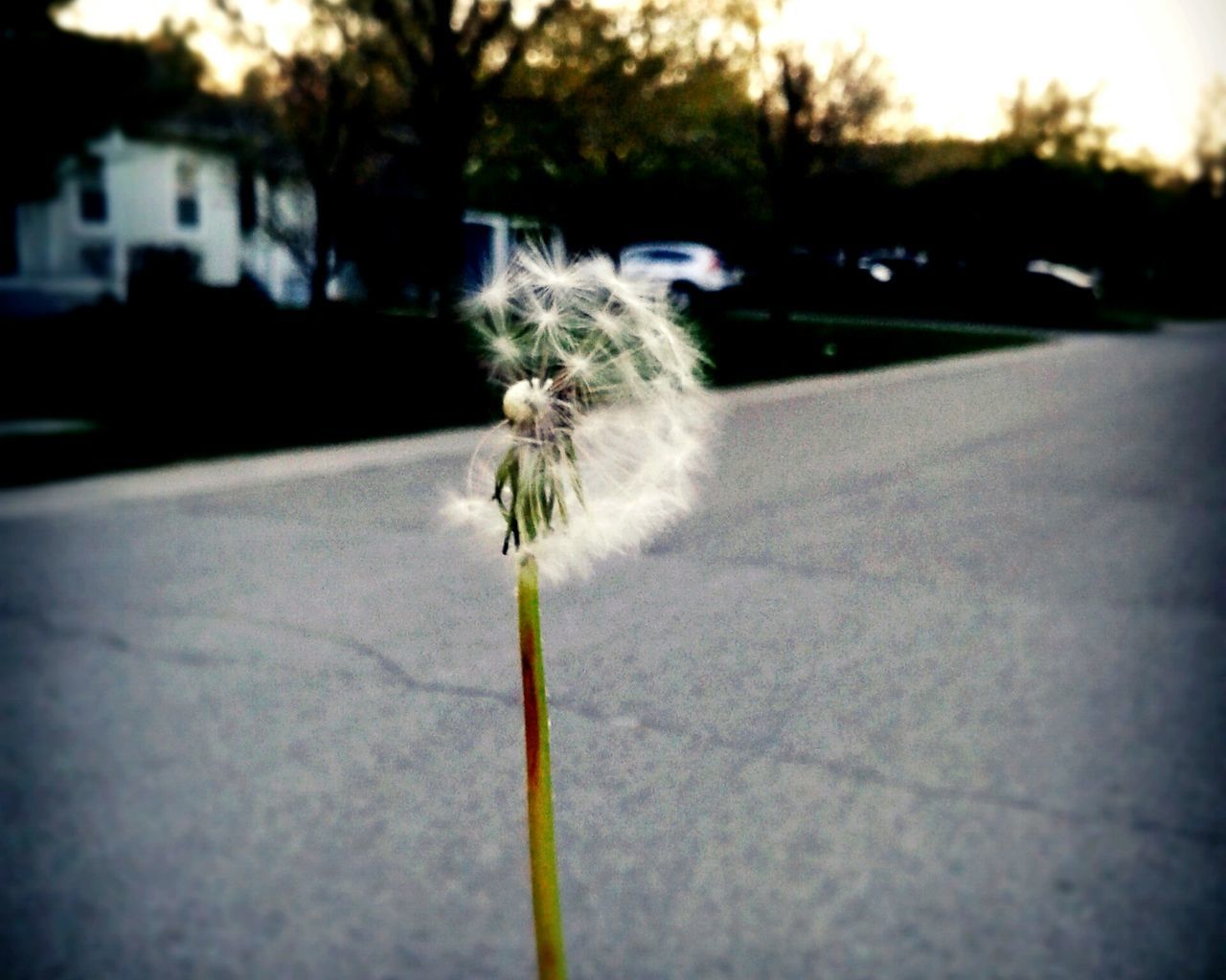 flower, focus on foreground, fragility, growth, dandelion, freshness, stem, close-up, flower head, nature, plant, beauty in nature, selective focus, outdoors, day, no people, petal, softness, botany, in bloom, tranquility, growing, white, sky