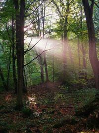 Trees in forest