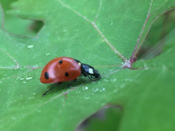 Close-up of ladybug on leaf