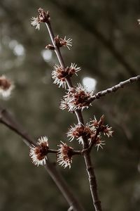 Close-up of cherry blossoms in spring