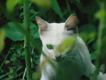 Close-up of a cat