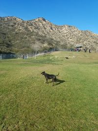 Dogs on field against clear sky