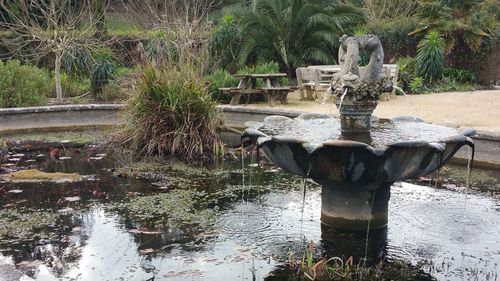 Bird on plants against trees