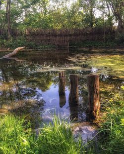 Reflection of trees in pond