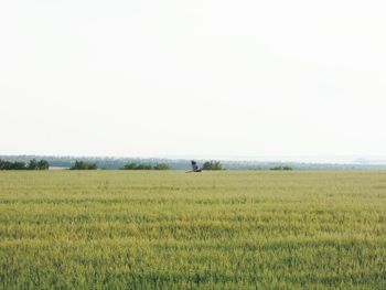 Scenic view of field against clear sky