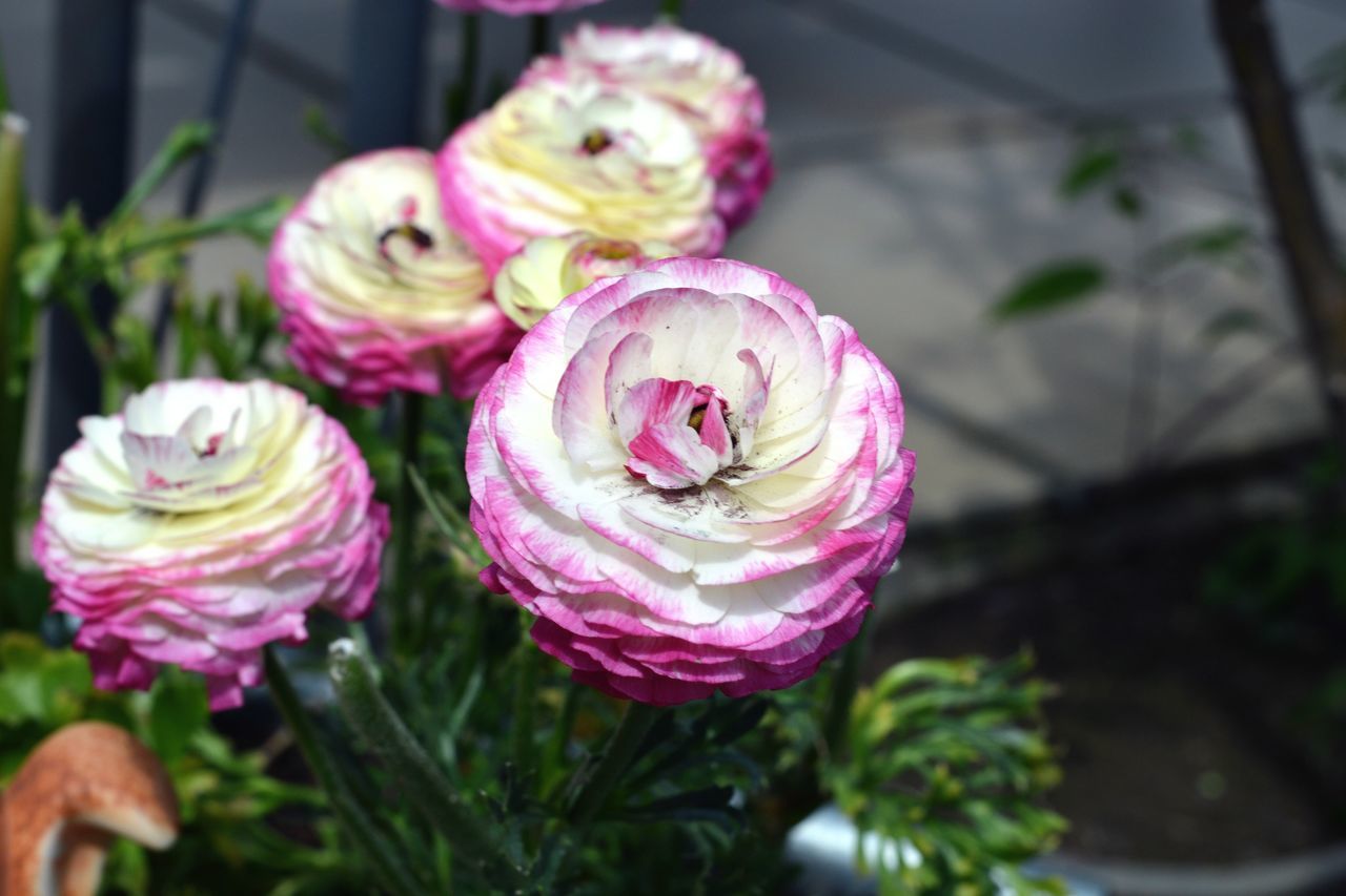 CLOSE-UP OF PINK ROSES