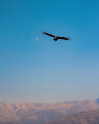 Low angle view of airplane flying against clear sky