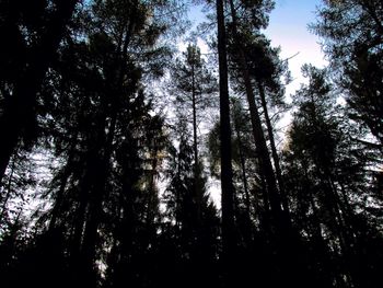 Low angle view of trees against sky