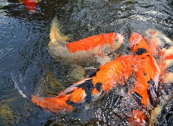 Many red orange koi fish in the fish pond