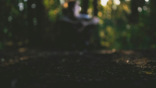 Close-up of plants growing on land