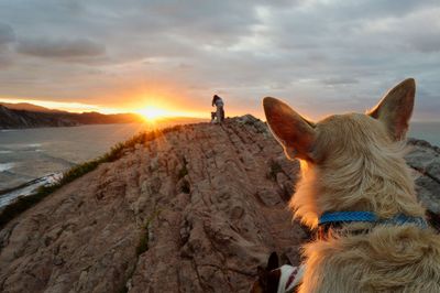 View of a dog on landscape during sunset