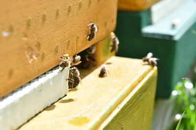 Close-up of bee on wood